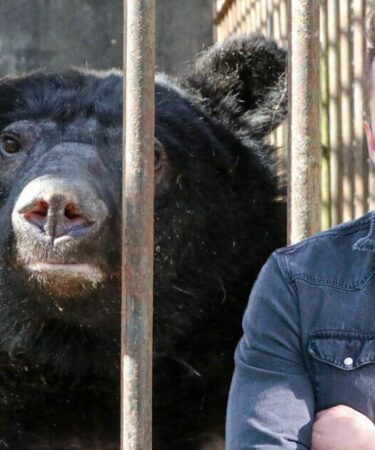 L'offre désespérée d'un zoo britannique de 500 000 £ pour sauver des ours en voie de disparition vivant dans de minuscules cages