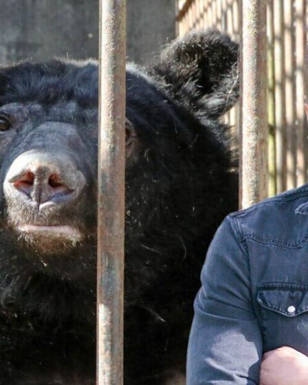 L'offre désespérée d'un zoo britannique de 500 000 £ pour sauver des ours en voie de disparition vivant dans de minuscules cages