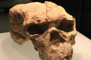 Découverte révolutionnaire du crâne de « Dragon Man » d'un tout nouvel humain