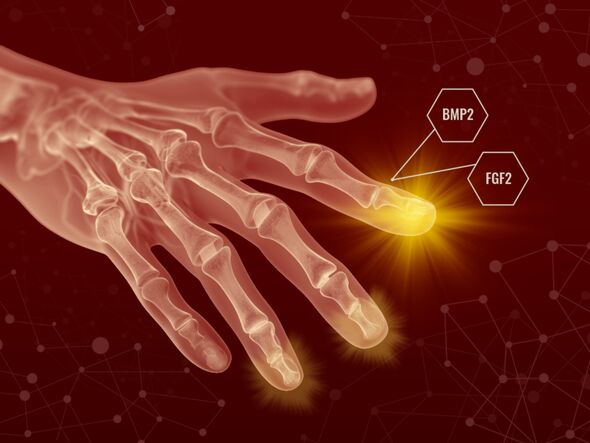 Les humains pourraient avoir des capacités de régénération latentes comme Wolverine des X-Men