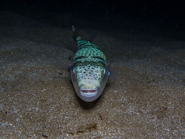 Poisson-crapaud à joues argentées Poisson-crapaud à joues argentées