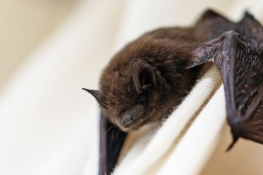 Un garçon meurt après qu'une chauve-souris se soit posée sur son visage alors qu'il dormait