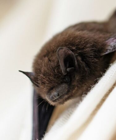 Un garçon meurt après qu'une chauve-souris se soit posée sur son visage alors qu'il dormait