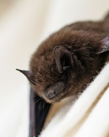 Un garçon meurt après qu'une chauve-souris se soit posée sur son visage alors qu'il dormait