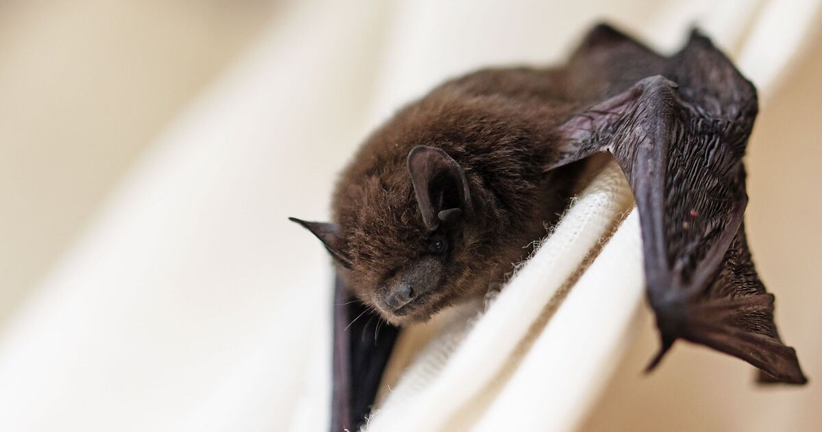 Un garçon meurt après qu'une chauve-souris se soit posée sur son visage alors qu'il dormait