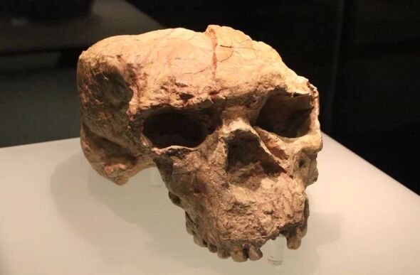 Crâne ancien vieux d'un million d'années