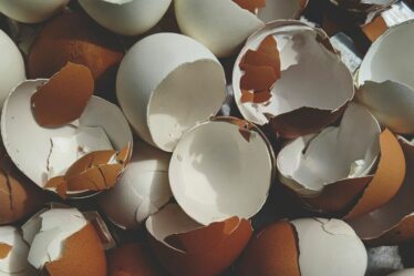 Les jardiniers sont invités à utiliser des coquilles d'œufs ce mois-ci pour résoudre un problème courant