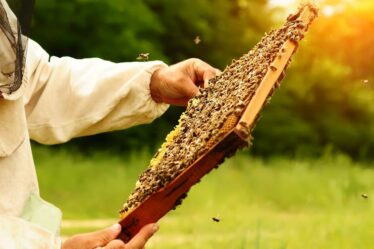 Les naturistes risqueront leur vie - littéralement - lors d'une séance de formation à l'apiculture nue