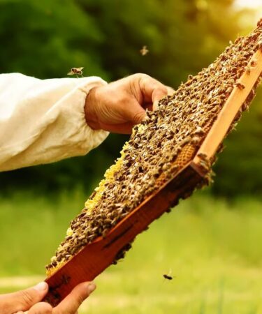 Les naturistes risqueront leur vie - littéralement - lors d'une séance de formation à l'apiculture nue