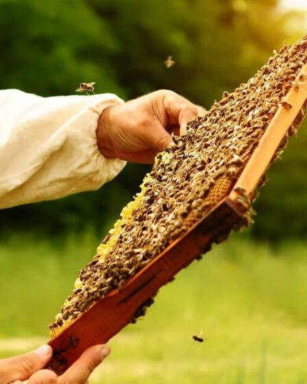 Les naturistes risqueront leur vie - littéralement - lors d'une séance de formation à l'apiculture nue