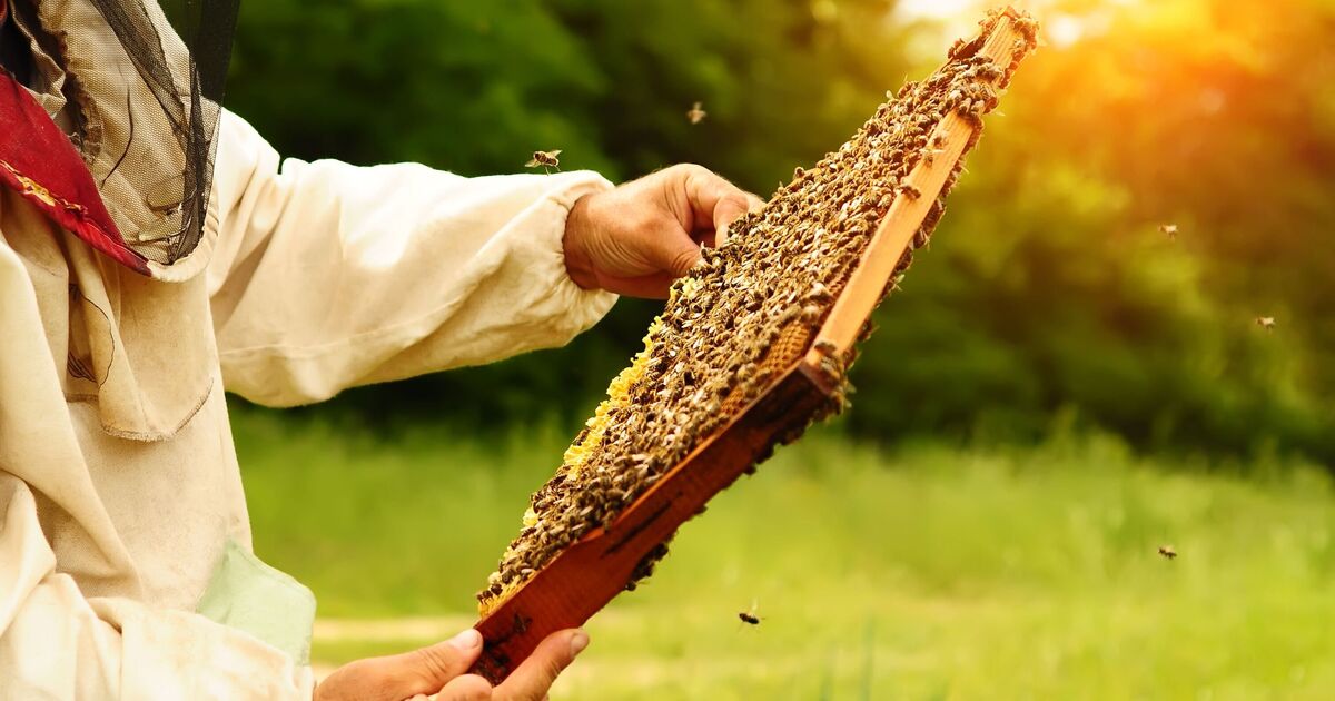 Les naturistes risqueront leur vie - littéralement - lors d'une séance de formation à l'apiculture nue