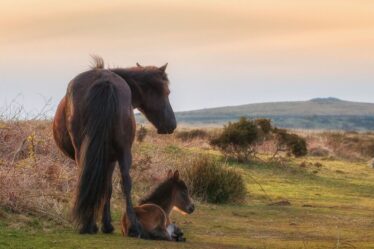 Les poneys d'un lieu de beauté britannique "pourraient être mis à mort" selon les plans travaillistes