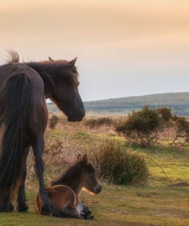 Les poneys d'un lieu de beauté britannique "pourraient être mis à mort" selon les plans travaillistes