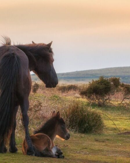 Les poneys d'un lieu de beauté britannique "pourraient être mis à mort" selon les plans travaillistes
