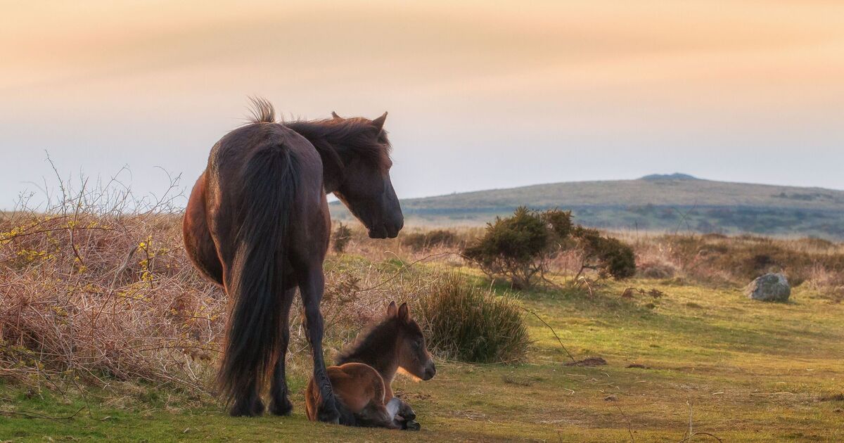 Les poneys d'un lieu de beauté britannique "pourraient être mis à mort" selon les plans travaillistes