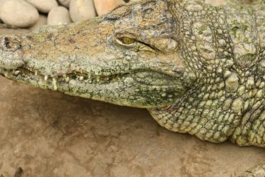 Mise à jour majeure sur l'enclos des crocodiles au zoo où un garçon de 3 ans a été grièvement blessé