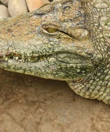 Mise à jour majeure sur l'enclos des crocodiles au zoo où un garçon de 3 ans a été grièvement blessé