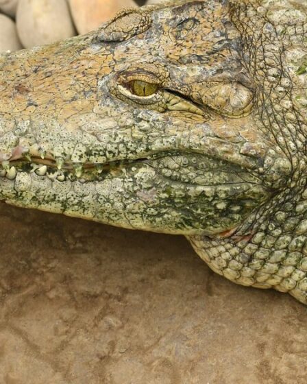 Mise à jour majeure sur l'enclos des crocodiles au zoo où un garçon de 3 ans a été grièvement blessé