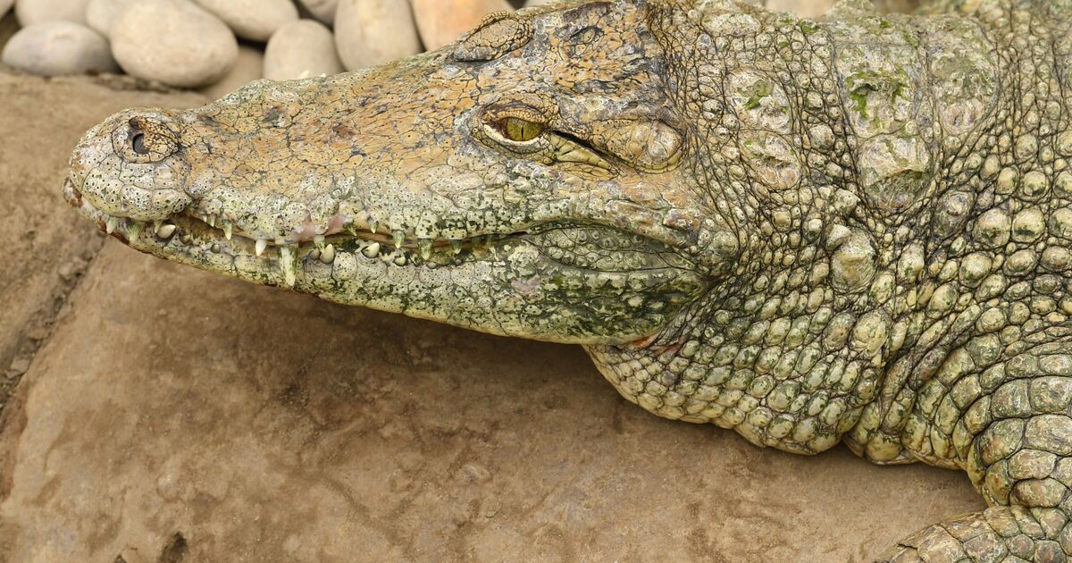 Mise à jour majeure sur l'enclos des crocodiles au zoo où un garçon de 3 ans a été grièvement blessé
