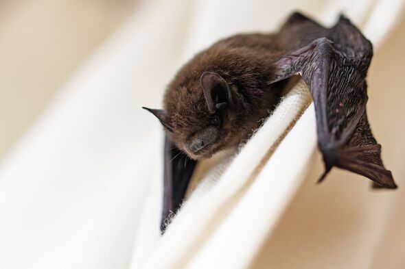 pipistrelle commune (Pipistrellus pipistrellus) une petite chauve-souris