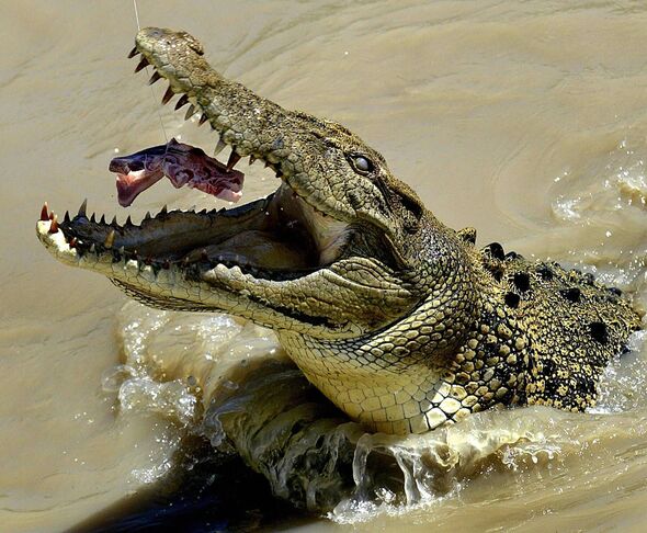 Cette photo prise le 21 juillet 2003 montre un crocodile d'eau salée mature attiré par la viande, dans les eaux troubles d'Adélaïde. Cette photo prise le 21 juillet 2003 montre un crocodile d'eau salée mature attiré par la viande, dans les eaux troubles d'Adélaïde.