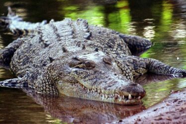 Un crocodile piège deux adolescents en utilisant le cadavre de leur ami pendant 22 heures