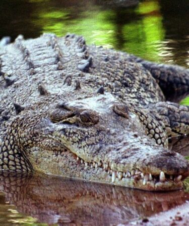 Un crocodile piège deux adolescents en utilisant le cadavre de leur ami pendant 22 heures