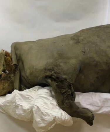 Des scientifiques intrigués par la coupure d'une bête ancienne dans l'estomac d'un chiot congelé âgé de 14 000 ans