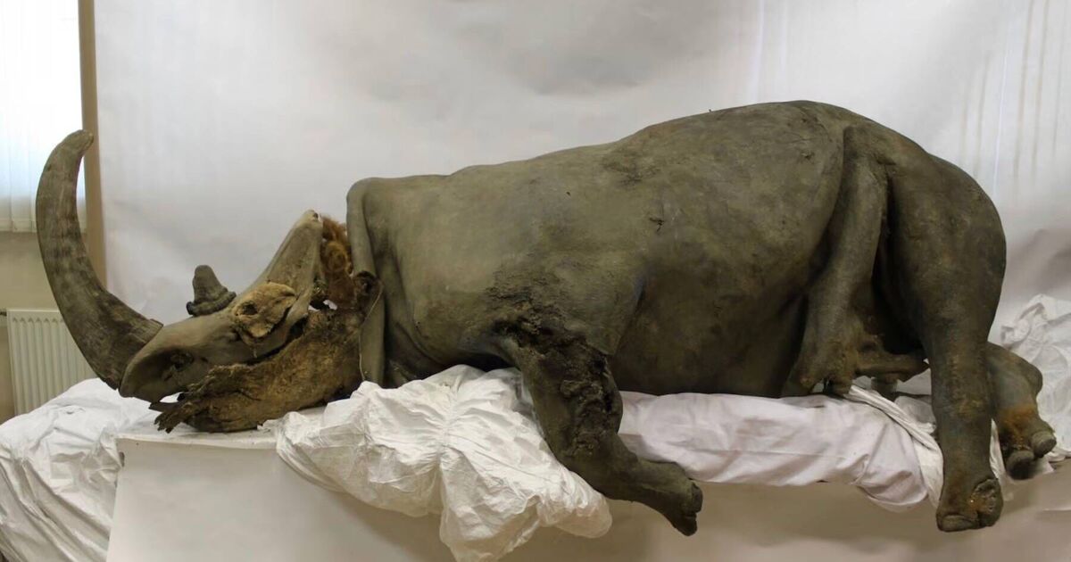 Des scientifiques intrigués par la coupure d'une bête ancienne dans l'estomac d'un chiot congelé âgé de 14 000 ans