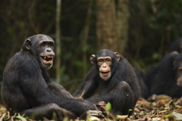 Horreur alors que 6 enfants tués par des chimpanzés – une chose à blâmer