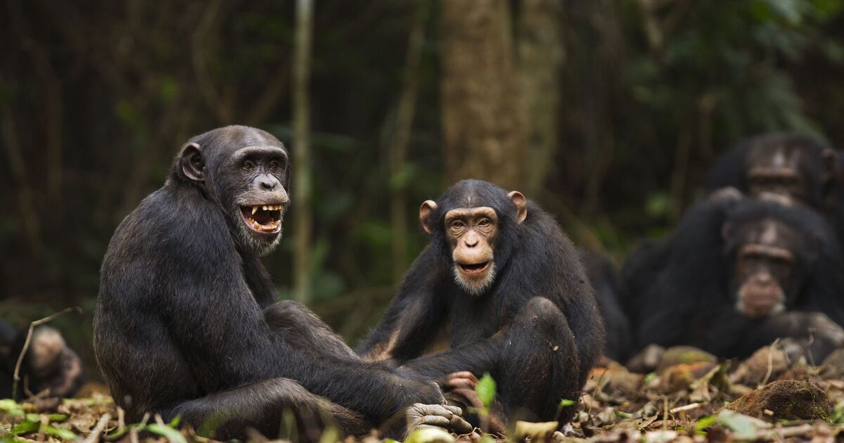 Horreur alors que 6 enfants tués par des chimpanzés – une chose à blâmer