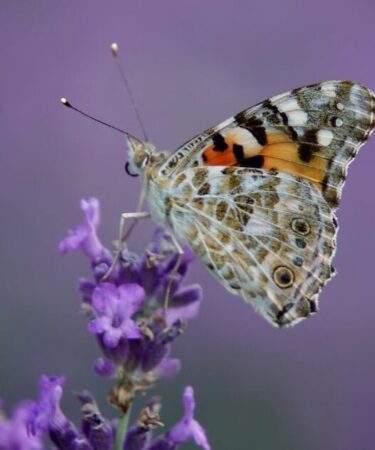 Les Britanniques sont invités à « commencer à compter » s'ils aperçoivent un beau papillon dans un jardin