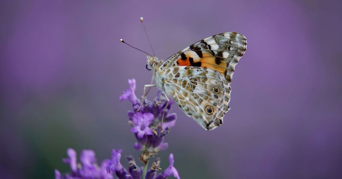 Les Britanniques sont invités à « commencer à compter » s'ils aperçoivent un beau papillon dans un jardin