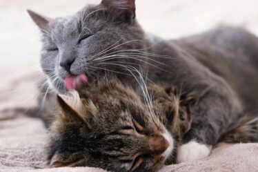 Les chats se lèchent pour une raison « subtile » – et ce n'est pas toujours un signe d'affection