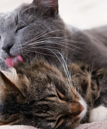 Les chats se lèchent pour une raison « subtile » – et ce n'est pas toujours un signe d'affection