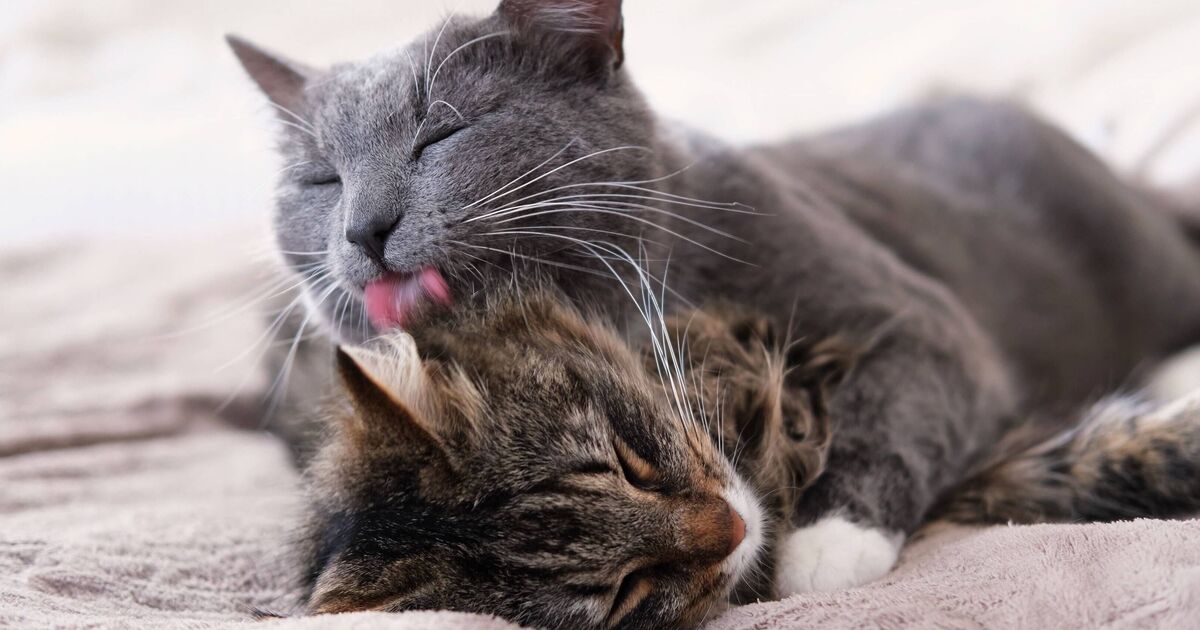 Les chats se lèchent pour une raison « subtile » – et ce n'est pas toujours un signe d'affection