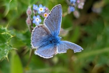 Un battement d’espoir pour la nature dans une ancienne décharge ménagère alors que de rares papillons reviennent