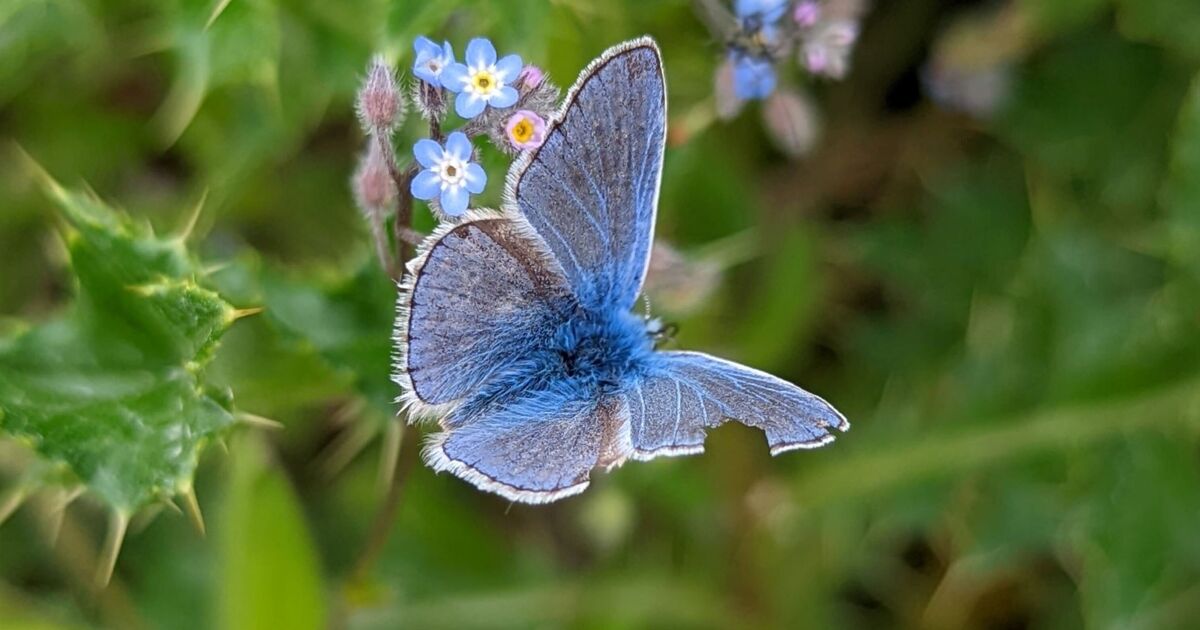 Un battement d’espoir pour la nature dans une ancienne décharge ménagère alors que de rares papillons reviennent