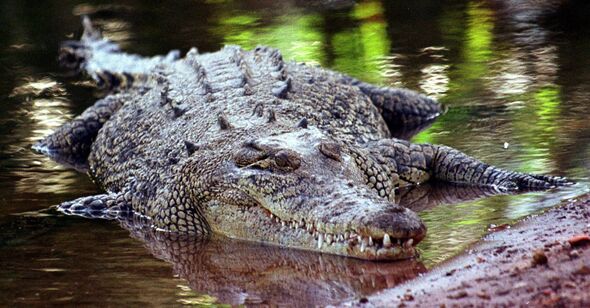 Un crocodile d'eau salée semblable à celui qui a enlevé et tué Brett Mann, 22 ans, dans le Territoire du Nord en Australie Un crocodile d'eau salée semblable à celui qui a enlevé et tué Brett Mann, 22 ans, dans le Territoire du Nord en Australie